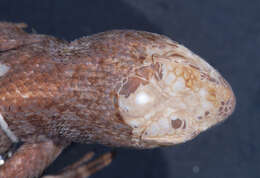 Image of Sceloporus taeniocnemis Cope 1885