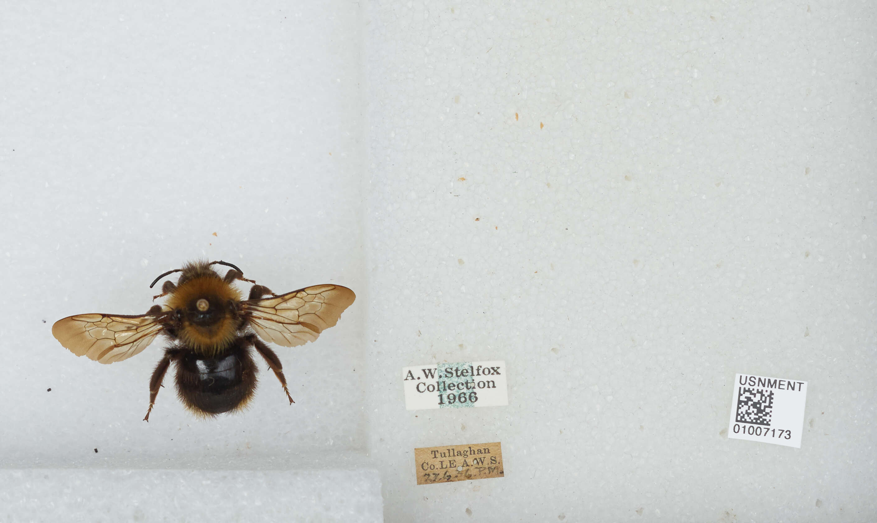 Image of Bombus campestris (Panzer 1801)