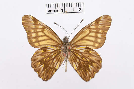 Image of Catasticta radiata (Kollar 1850)