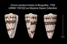 Sivun Conus zonatus Hwass ex Bruguière 1792 kuva