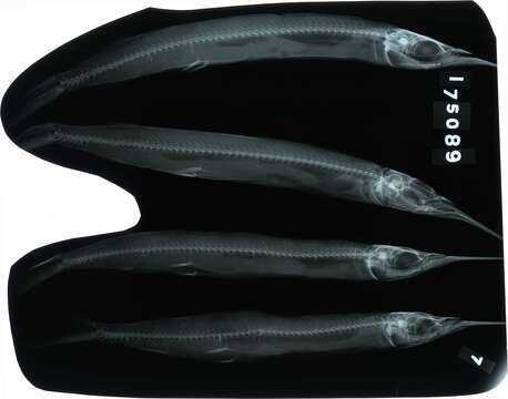 Image of Dussumier's halfbeak