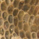 Image of Lichenopora Defrance 1823