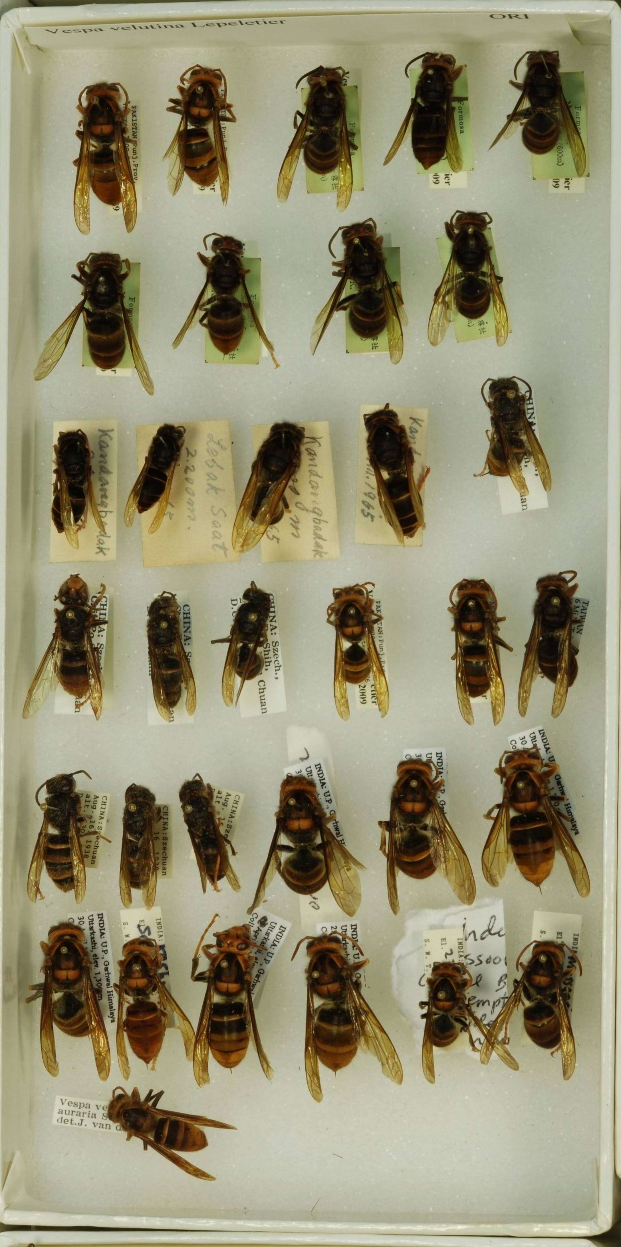 Image of Asian hornet