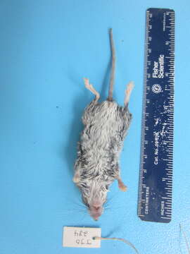 Image of White-footed Deermouse