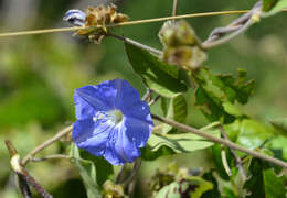 Image of thicket clustervine