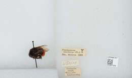 Image of Bombus coccineus Friese 1903