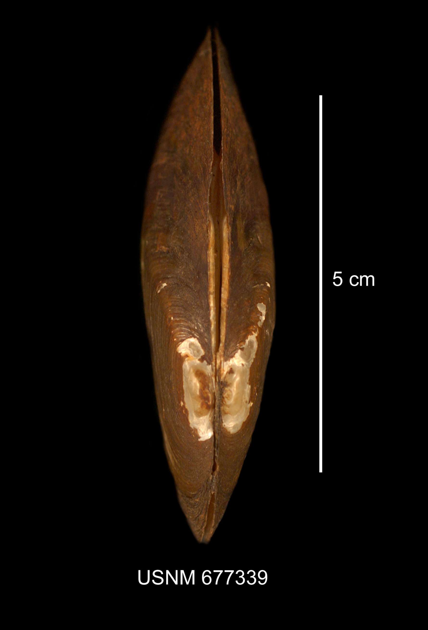 Image of Elliptio complanata (Lightfoot 1786)