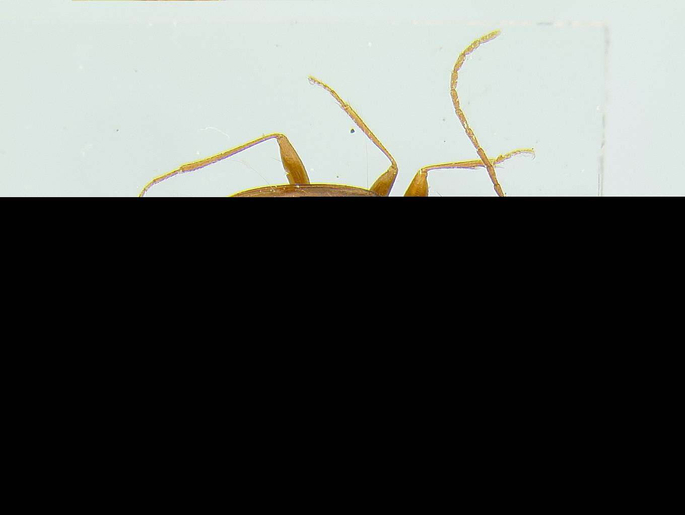 Image of Pseudanophthalmus Jeannel 1920