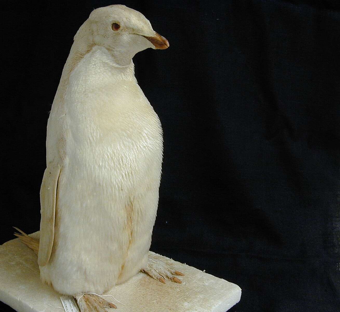 Image of Adelie Penguin