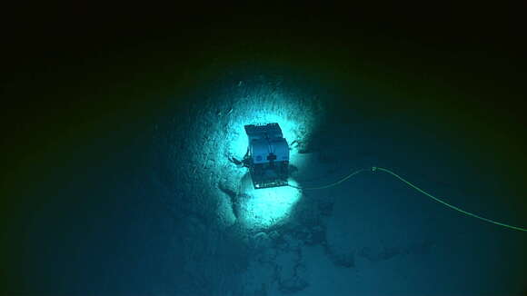 Image of Paracalyptrophora hawaiiensis Cairns 2009