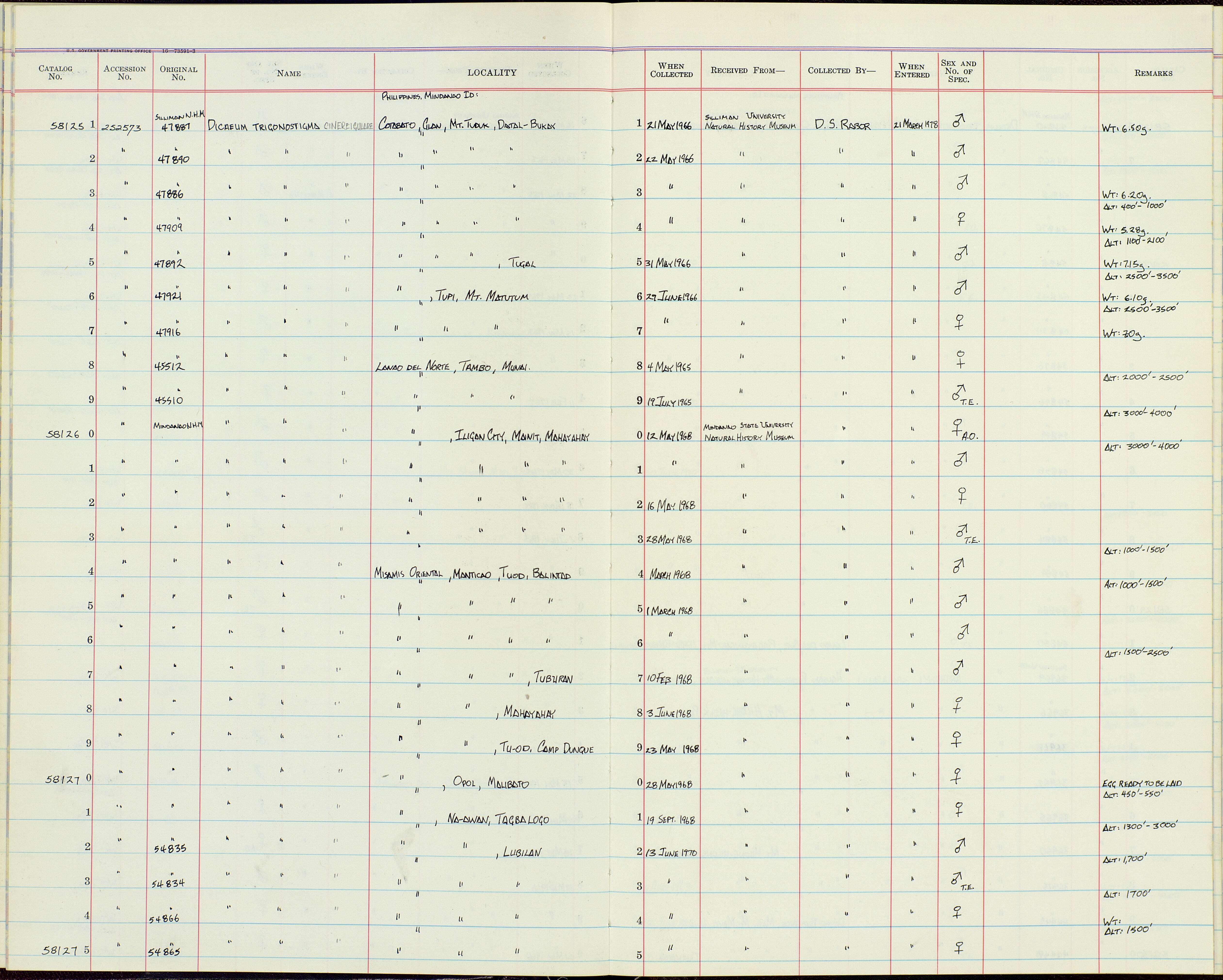 Imagem de Dicaeum trigonostigma cinereigulare Tweeddale 1878