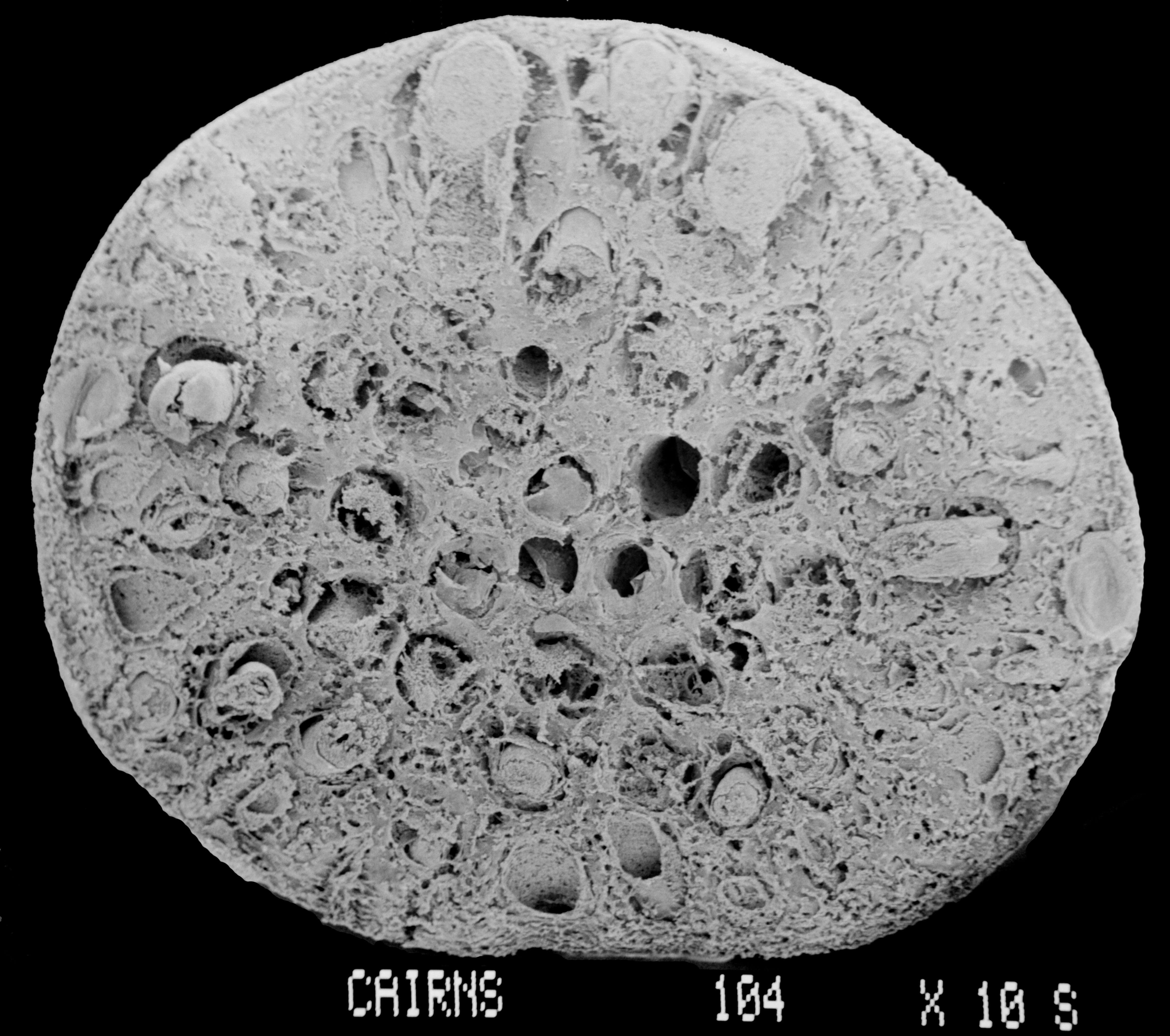 Image of Sporadopora dichotoma (Moseley 1876)