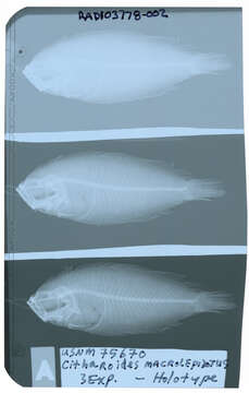 Image of Citharoides macrolepidotus Hubbs 1915