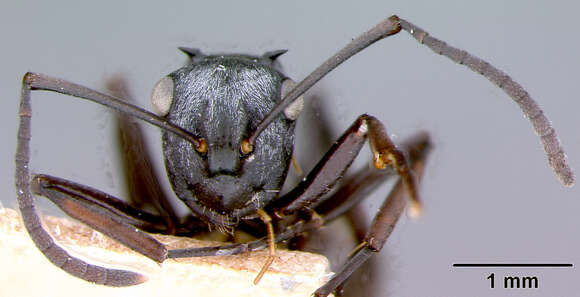 Image of Polyrhachis annae Mann 1919