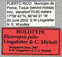 Image of Elateropsis julio Lingafelter & Micheli 2004