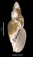 Image of Miomelon turnerae Dell 1990