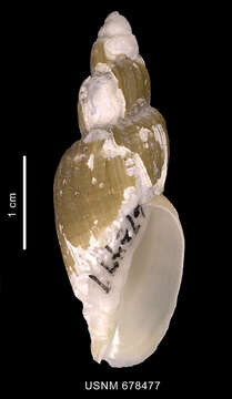 Image of Miomelon turnerae Dell 1990