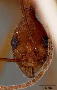 Image of Aphaenogaster phalangium Emery 1890