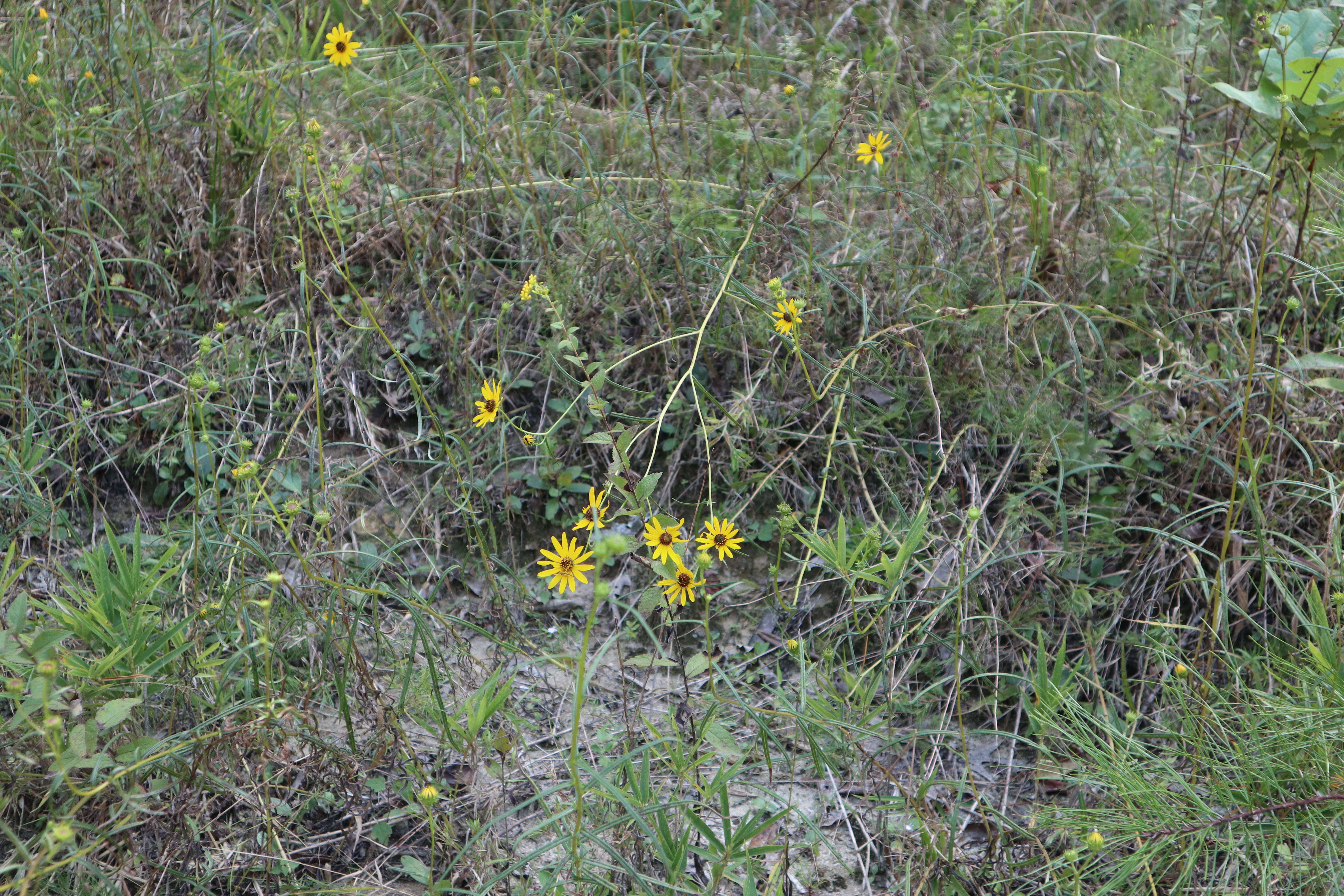 Image of swamp sunflower