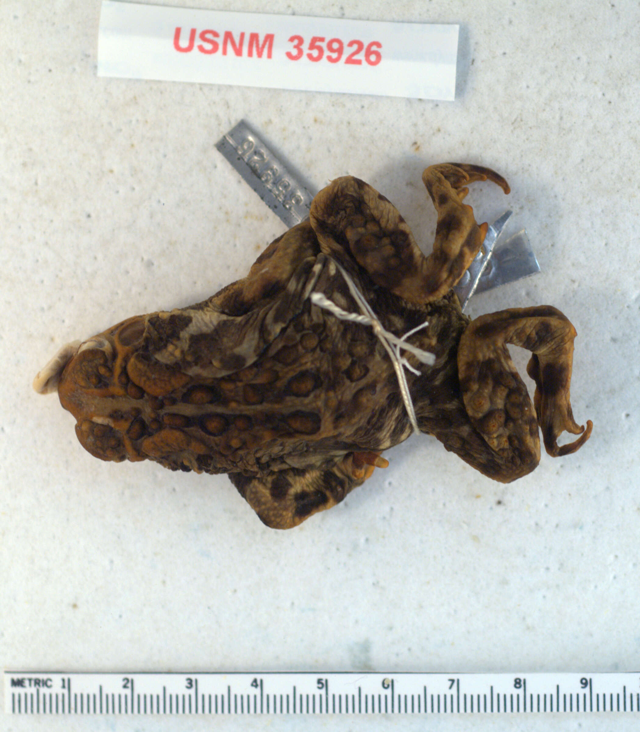 Image of American Toad