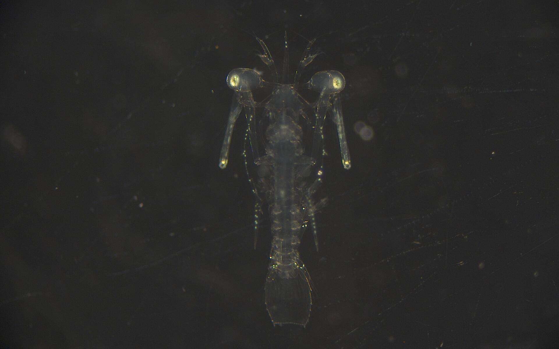 Image of Stomatopoda