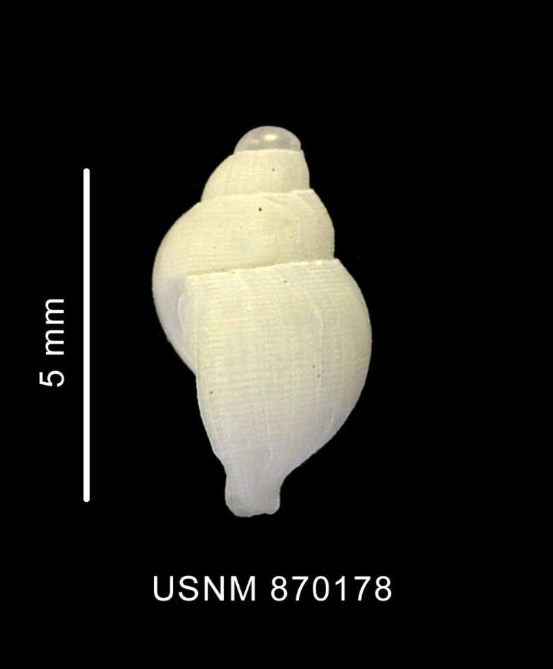 Image of Falsitromina simplex (Powell 1951)