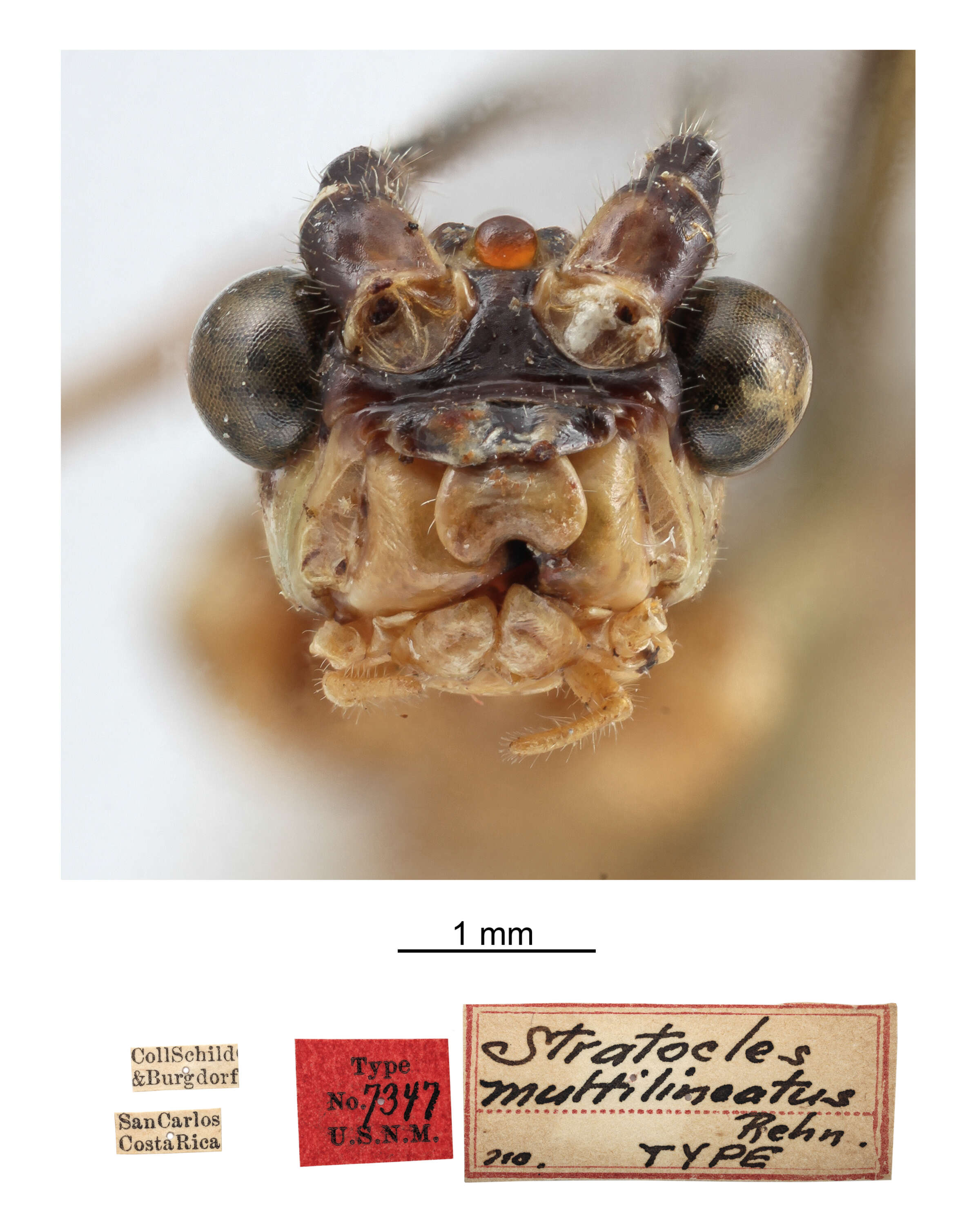 Imagem de Parastratocles multilineatus (Rehn & J. A. G. 1904)