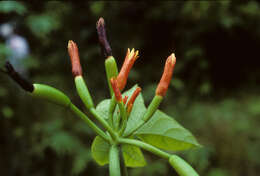 Image of Gurania lobata (L.) J. F. Pruski