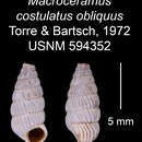 Imagem de Macroceramus costulatus obliquus C. Torre & Bartsch 2008