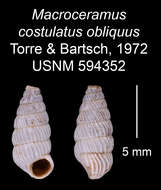 Image of Macroceramus costulatus obliquus C. Torre & Bartsch 2008