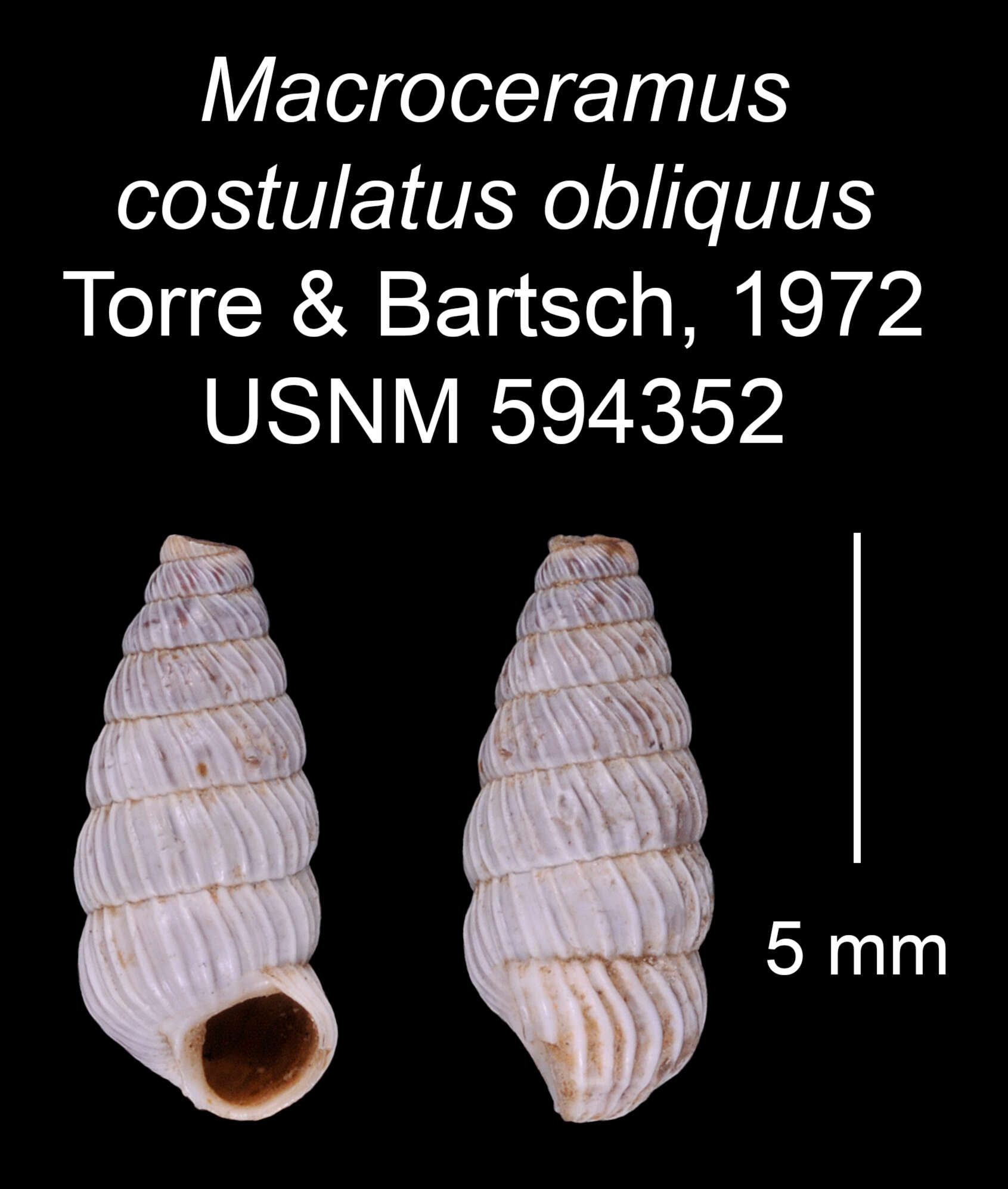 Image of Macroceramus costulatus obliquus C. Torre & Bartsch 2008