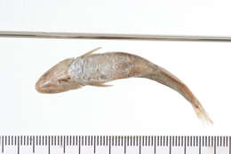 Image of Manantial roundnose minnow