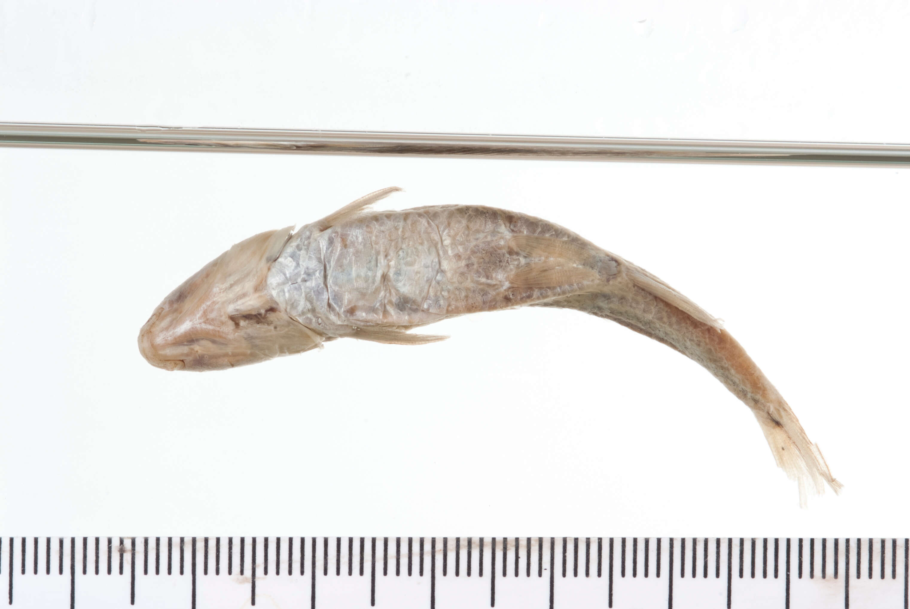 Image of Manantial roundnose minnow