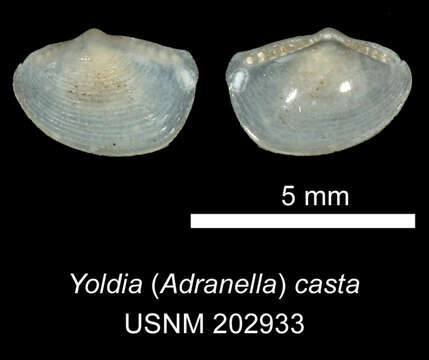 Image of Adranella casta (Verrill & Bush 1898)
