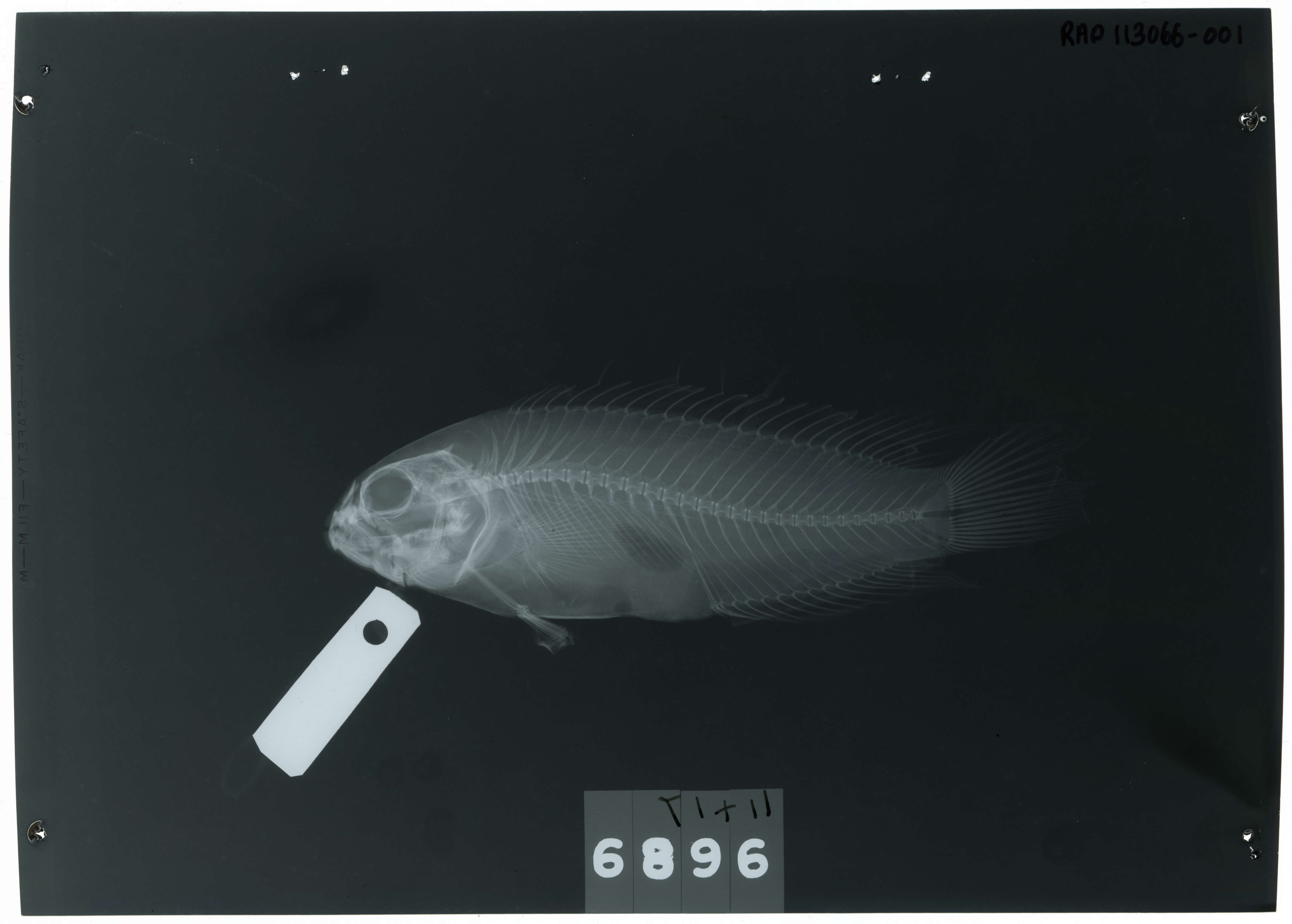 Слика од Labracinus cyclophthalmus (Müller & Troschel 1849)