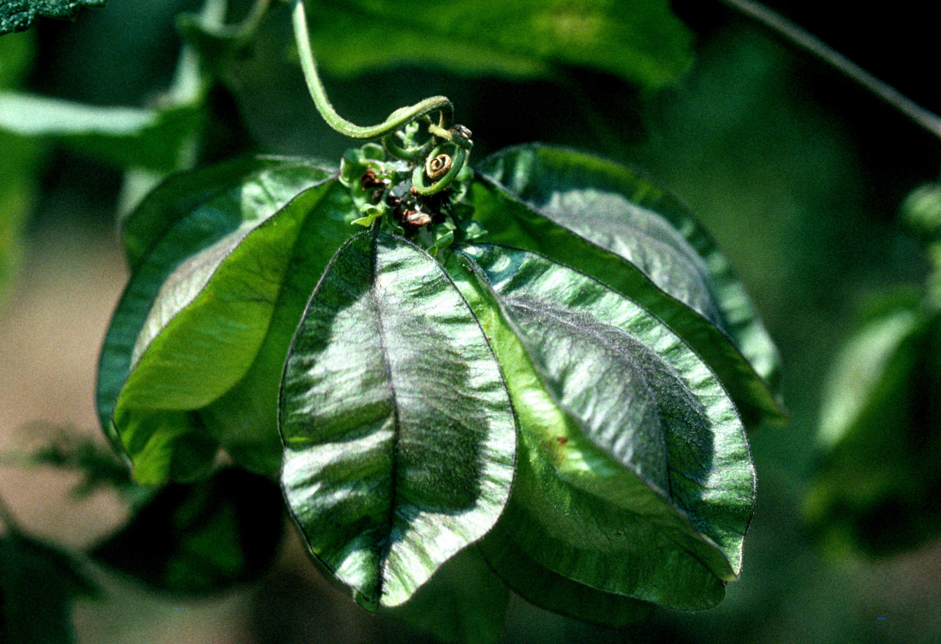 Urvillea chacoensis A. T. Hunziker的圖片