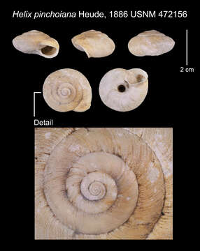 Image of <i>Helix pinchoniana</i> Heude