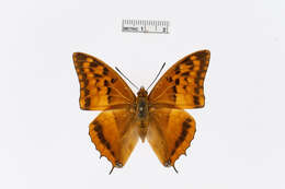 Image of Charaxes macclounii Butler 1895