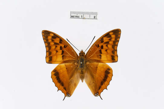 Image of Charaxes macclounii Butler 1895