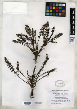 Image of Charleston lousewort