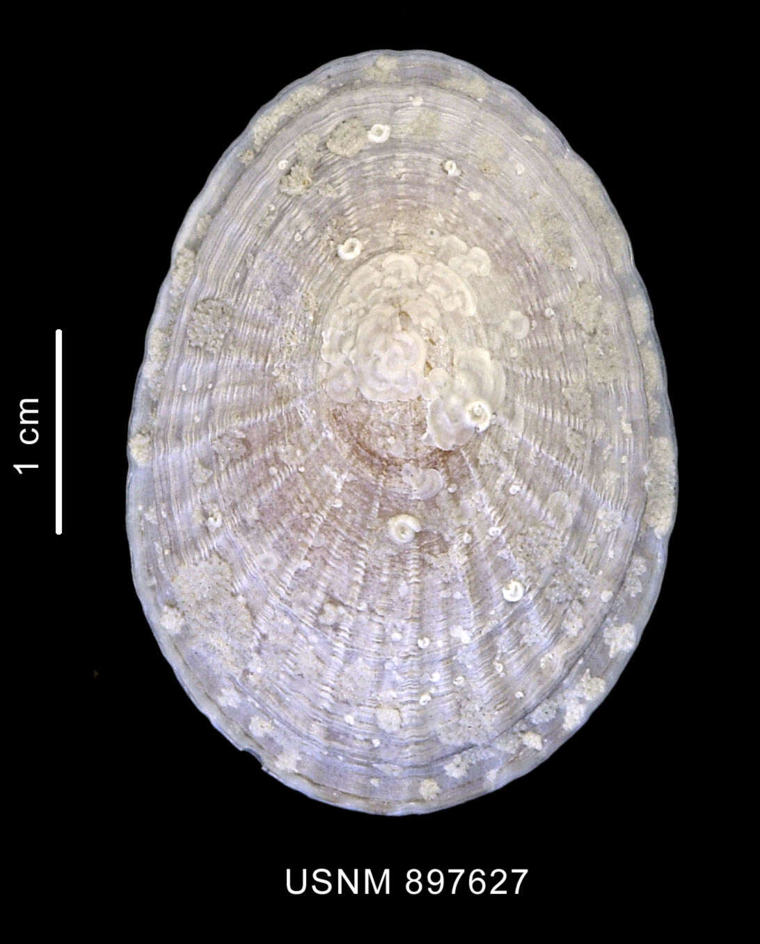 Image of Nacella concinna (Strebel 1908)