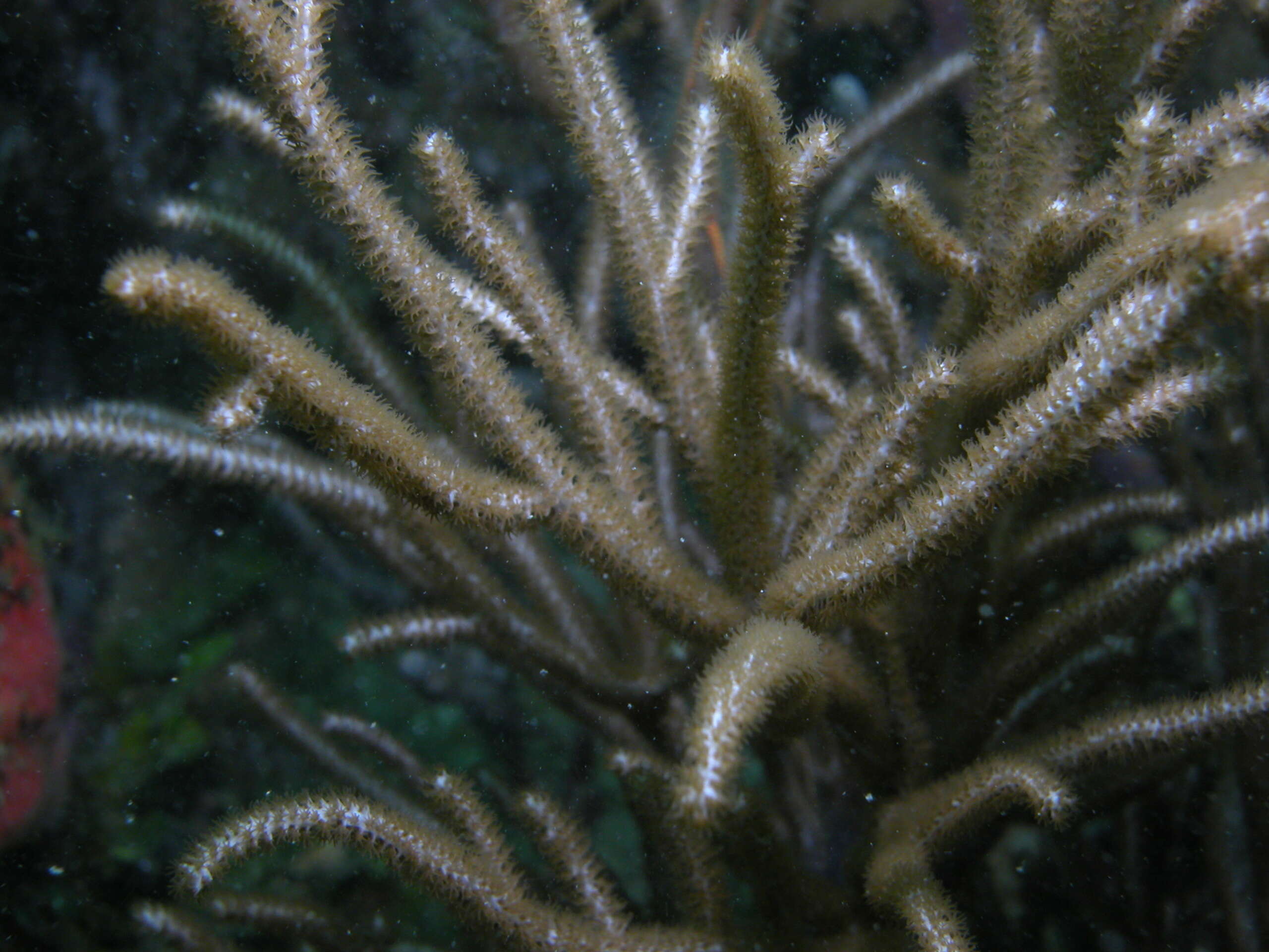 Image of delicate spiny sea rod