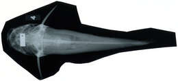 Image of Hexanematichthys