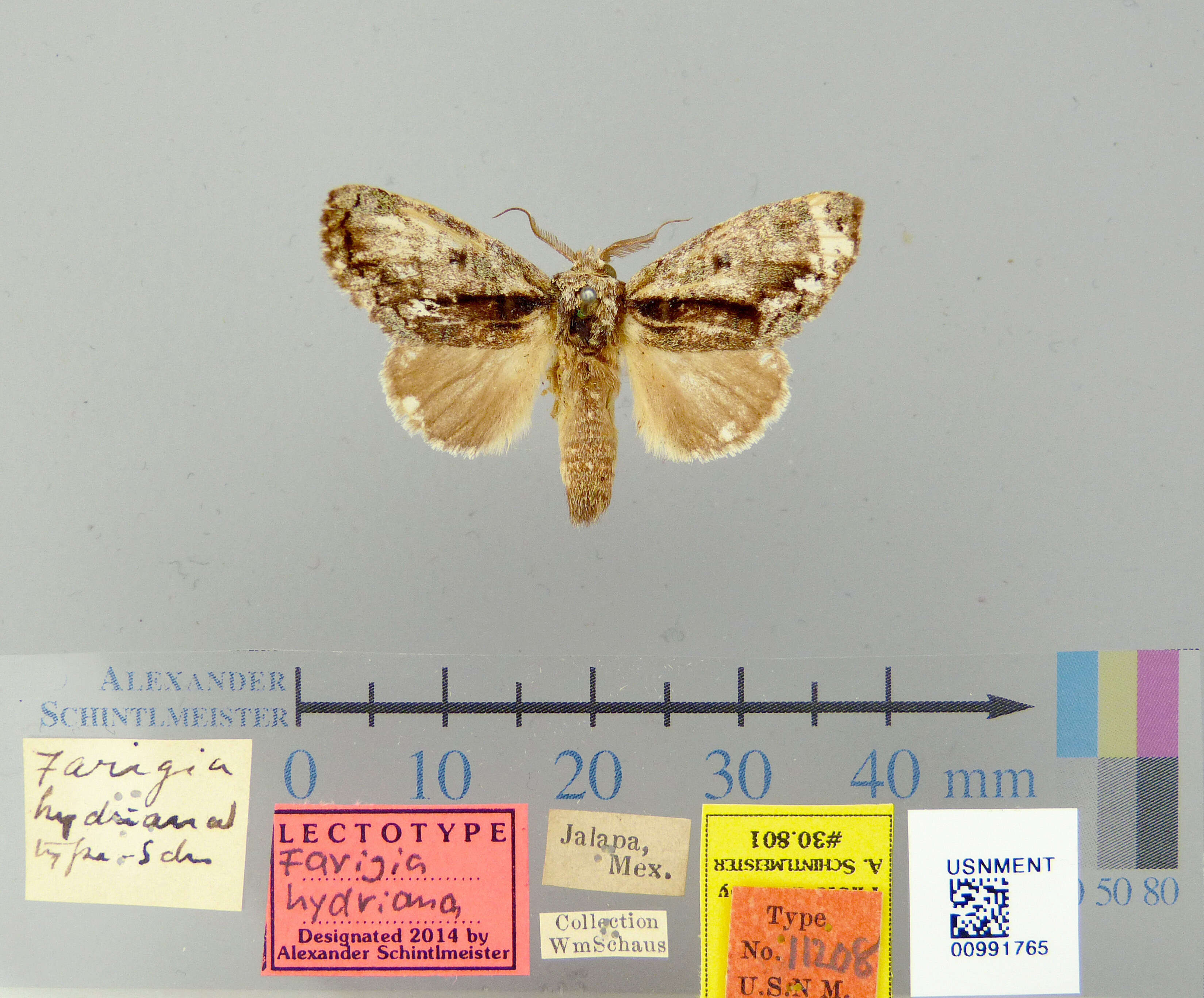 Image of Farigia hydriana Schaus 1901