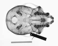 Plancia ëd Cercopithecus cephus cephodes Pocock 1907