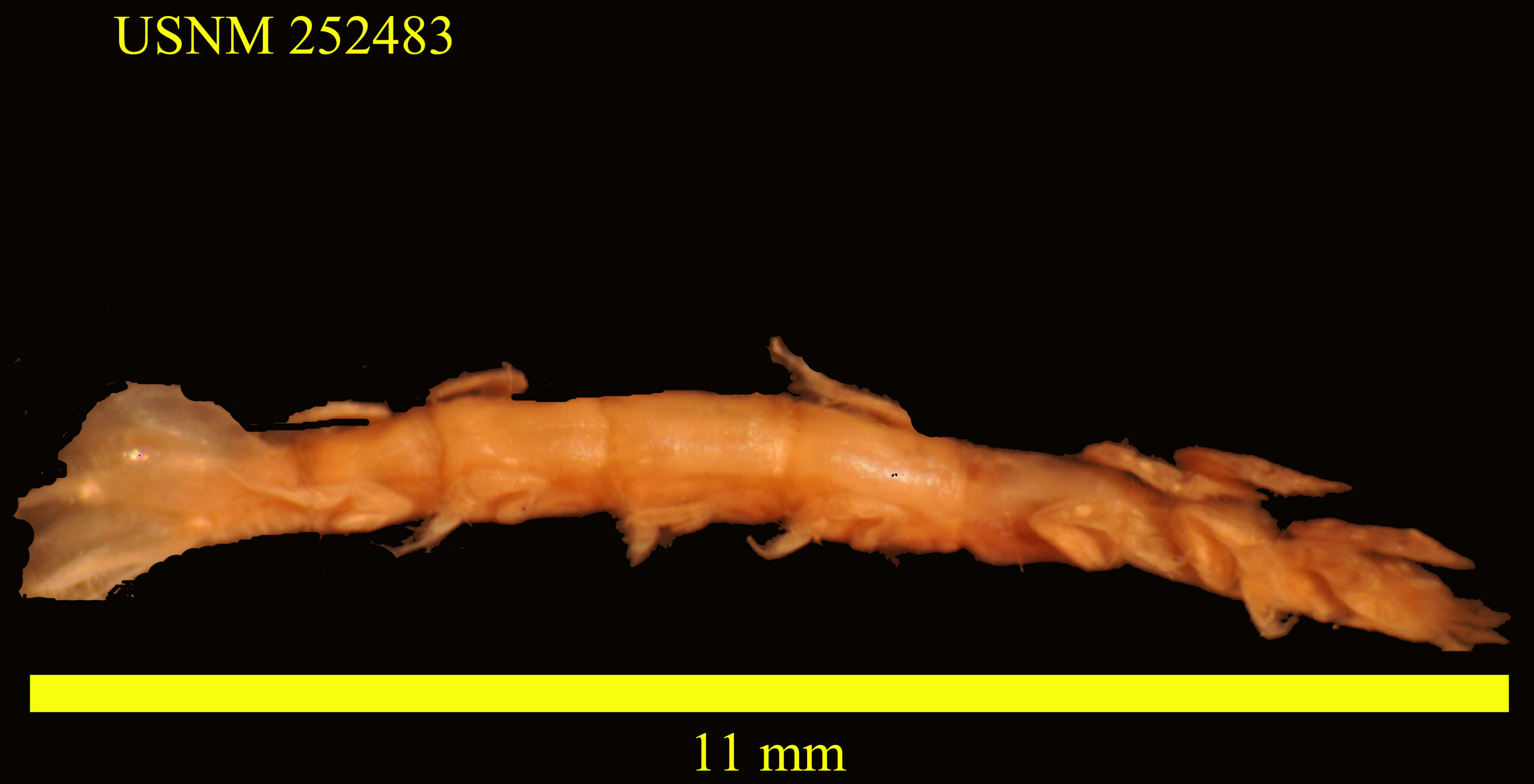 Image de Leptanthura urospinosa Kensley 1975