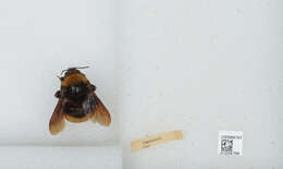 Image of Crotch bumble bee