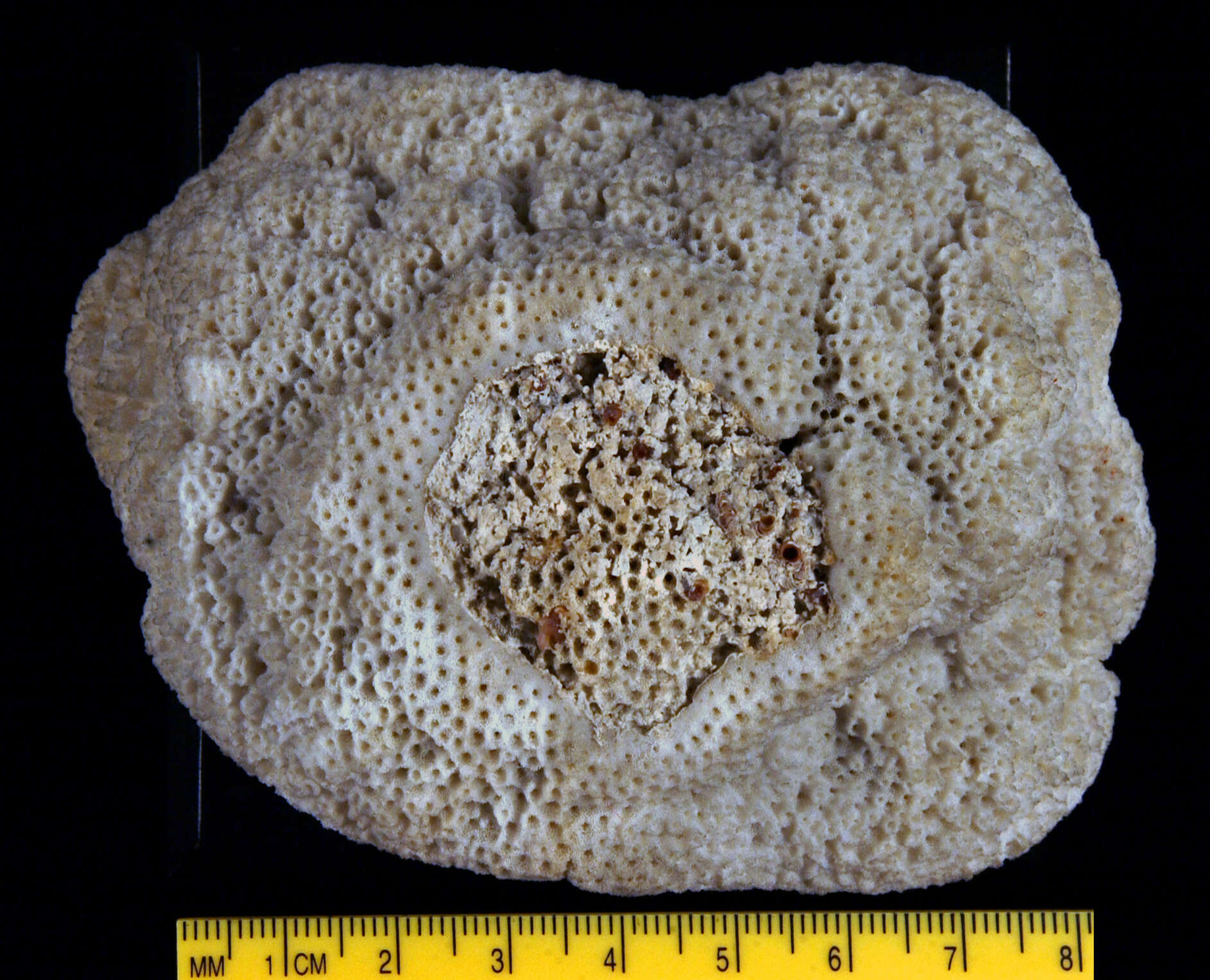 Image of pore coral