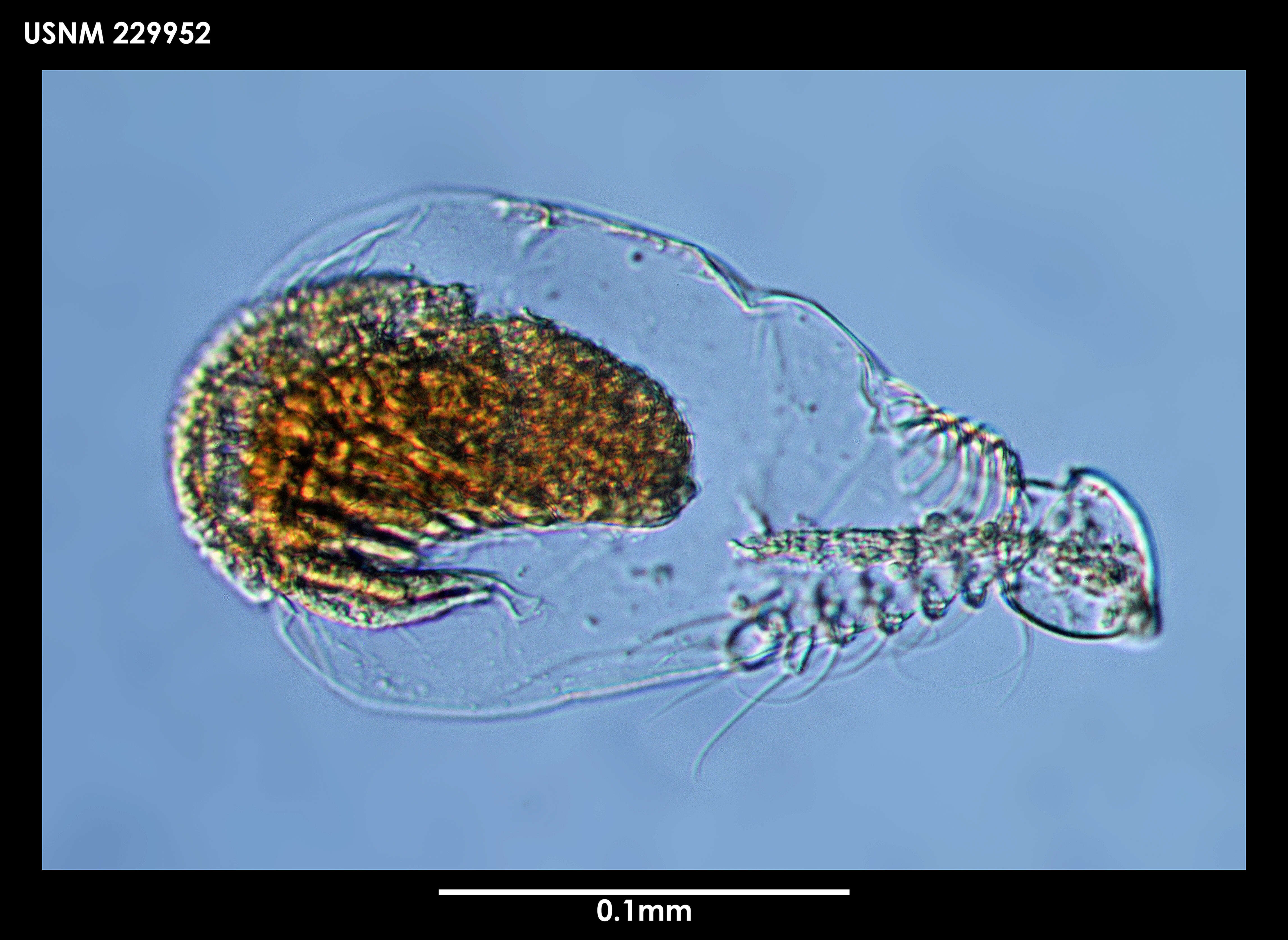 Image of Microdajus aporosus Grygier & Sieg 1988