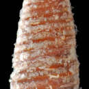 Image de Seila adamsii (H. C. Lea 1845)